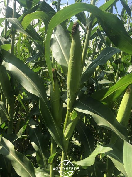 Семена кукурузы гибрид БАРТОН ФАО 220, Украина 1742200280 фото