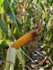 Семена кукурузы гибрид БАРТОН ФАО 220, Украина 1742200280 фото 3