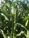 Семена кукурузы гибрид БАРТОН ФАО 220, Украина 1742200280 фото 4