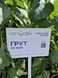 Семена подсолнечника гибрид Грут (оптимум )(2023 год), ТМ "Евросем", Сербия 1677431345 фото 2