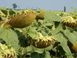 Семена подсолнечника гибрид Грут (оптимум )(2023 год), ТМ "Евросем", Сербия 1677431345 фото 4