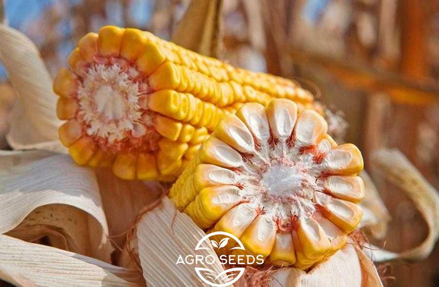 Семена кукурузы гибрид Тиадор ФАО 360, Украина 1943341680 фото