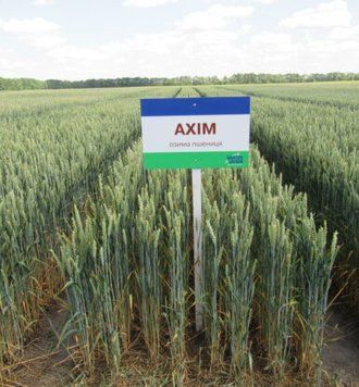 Купити насіння озимої пшениці АХІМ 11546476 фото