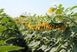 Семена подсолнечника гибрид Кардинал (екстра), ТМ НИС, Украина 1465700011 фото 2