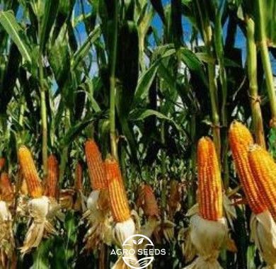 Семена кукурузы гибрид Муасон ФАО- 330, ТОВ "НВП АГРО - РИТМ", Украина 1943360001 фото