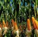 Семена кукурузы гибрид Муасон ФАО- 330, ТОВ "НВП АГРО - РИТМ", Украина 1943360001 фото 2