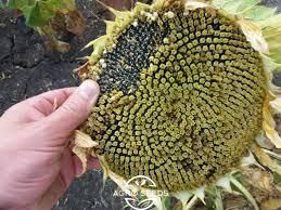 Семена подсолнечника гибрид Фолк под гранстар, ТМ "ВНИС", Украина 1467403750 фото