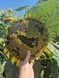 Насіння соняшнику гібрид Неймар, ТОВ "ТК Арт-Агро", Україна 1325595427 фото 2