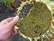 Семена подсолнечника гибрид Фолк под гранстар, ТМ "ВНИС", Украина 1467403750 фото 4