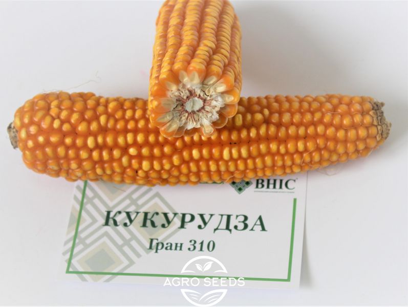 Насіння гібрида кукурудзи ГРАН 310 (ФАО 250), ТМ "ВНІС", Україна 1679777348 фото