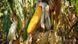 Семена кукурузы ДН Галатея ФАО 260 Рост Агро 1327648271 фото 2