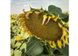 Семена подсолнечника гибрид Гранд Адмирал под гранстар, ТМ НИС, Украина 1330262372 фото 1