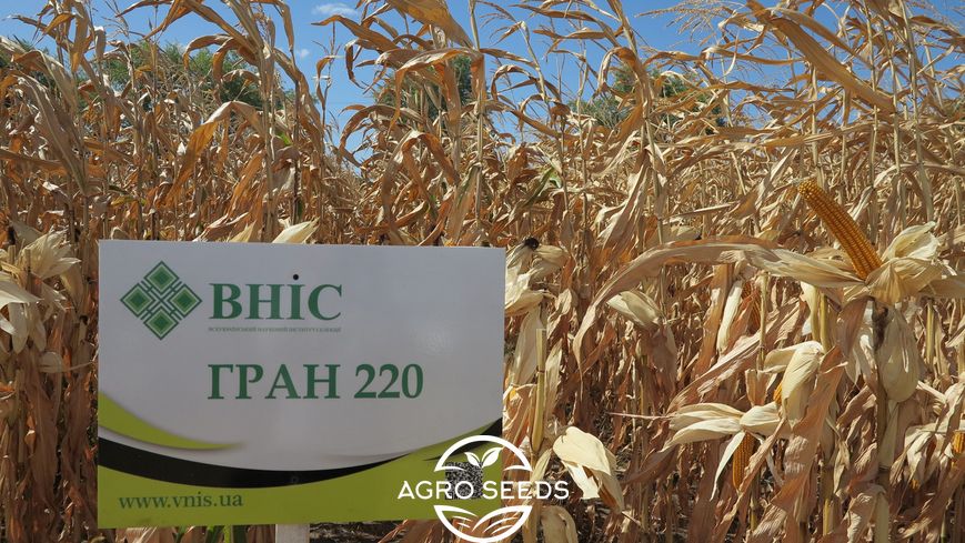Семена кукурузы гибрид ГРАН 220 (ФАО 210)(2021 год), ТМ "ВНИС", Украина 1467765314 фото