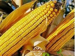 Семена кукурузы Тор (ФАО 280) (ФАО 280), ТМ "ВНИС", Украина 1679822133 фото