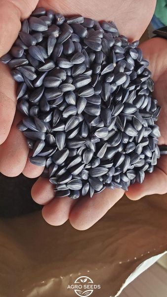Семена подсолнечника гибрид Неймар, ООО "ТК Арт-Агро", Украина 1325595427 фото