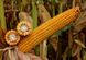 Семена кукурузы Тор (ФАО 280) (ФАО 280), ТМ "ВНИС", Украина 1679822133 фото 3