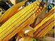 Семена кукурузы Тор (ФАО 280) (ФАО 280), ТМ "ВНИС", Украина 1679822133 фото 2