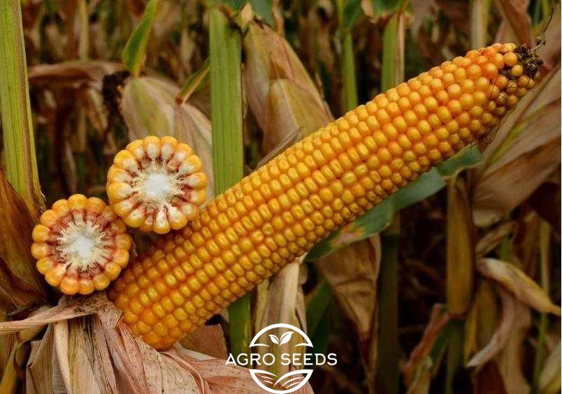 Семена кукурузы Тор (ФАО 280) (ФАО 280), ТМ "ВНИС", Украина 1679822133 фото