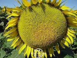 Семена подсолнечника гибрид Кардинал (Стандарт), ТМ НИС, Украина 1331102974 фото