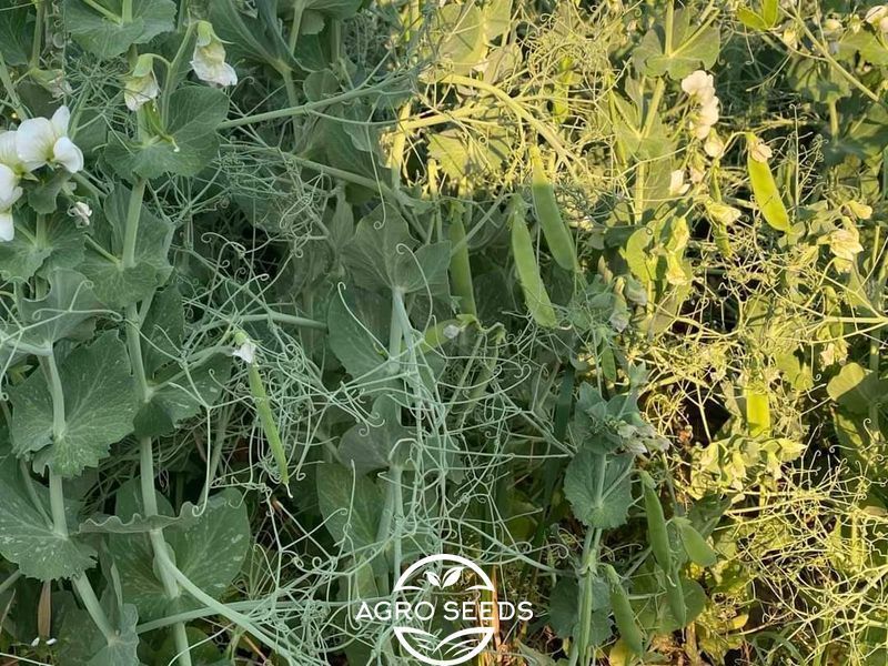 Купити насіння озимого гороху Болтрап, 1 репродукція 897202219 фото