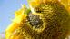 Насіння соняшника гібрид Сантос, ТОВ "ТК Арт-Агро", Україна 3 фото 2