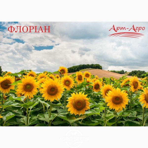 Насіння соняшнику гібрид Флоріан, ТОВ "ТК Арт-Агро", Україна 1468607584 фото