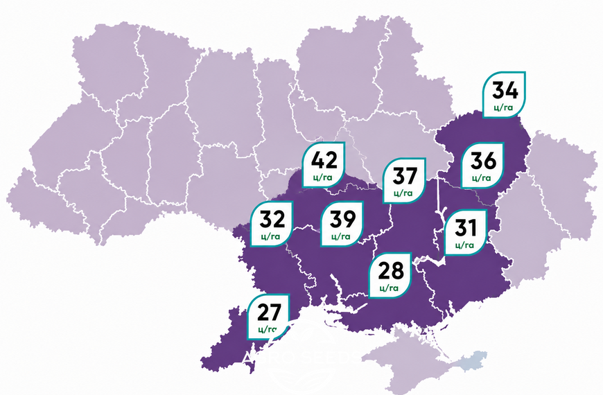 Насіння соняшнику НС Х 7902 під Гранстар 2301044161 фото