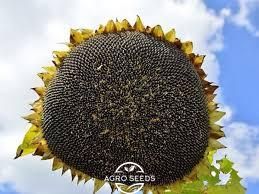 Семена подсолнечника гибрид Лейла, ТМ "Агроспецпрект", Франция 1325724031 фото