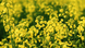 Семена озимого рапса Темпо, Лембке, Lembke 1638600721 фото 3