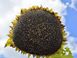 Насіння соняшнику гібрид Лейла, ТМ "Агроспецпрект", Україна 1325724031 фото 3