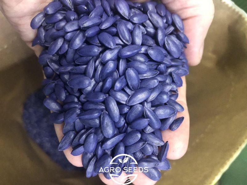 Семена подсолнечника гибрид Лейла, ТМ "Агроспецпрект", Франция 1325724031 фото