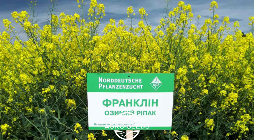 Семена озимого рапса ФРАНКЛИН NPZ-Lembke Lembke 1638936677 фото