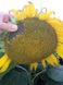 Семена подсолнечника гибрид Карлос 105 под евро-лайтнинг, Украина 1326192308 фото 4