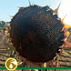 Семена подсолнечника гибрид Карлос 105 под евро-лайтнинг, Украина 1326192308 фото 6
