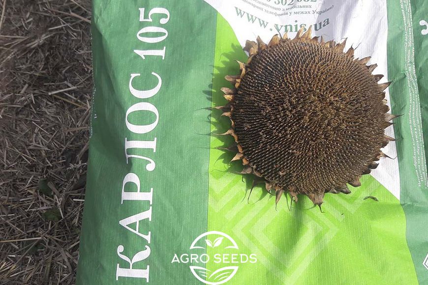Семена подсолнечника гибрид Карлос 105 под евро-лайтнинг, Украина 1326192308 фото