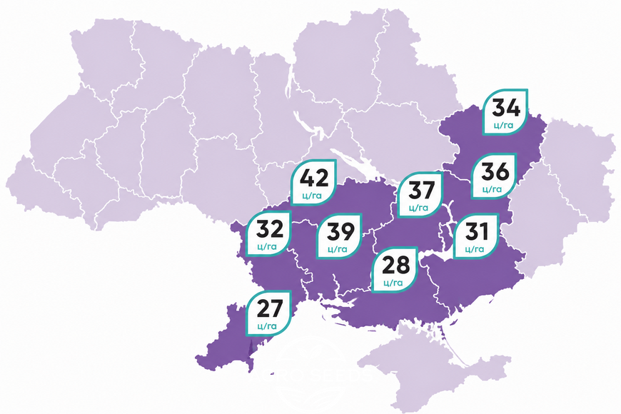 Насіння соняшнику НС Х 6045 під Євро-Лайтнінг 2302956993 фото