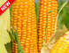 Гібрид кукурудзи Гран 1 (ФАО 370) (2020 рік), ТМ "ВНІС", Україна 1679993843 фото 2