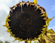 Насіння соняшника гібрид НС Пегас НС Х 6341 (оптимум)(2023 рік), ТМ "Євросем", Сербія 1483641397 фото 4