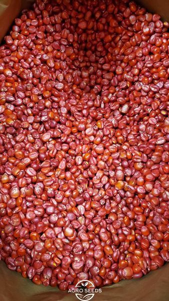 copy_Насіння кукурудзи гібрид ФАБРІС ФАО 280, Україна copy_1_1710551152 фото