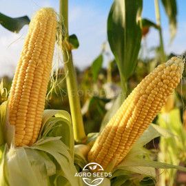 Гибрид кукурузы МАТЕО ФАО 320, Украина 1681779588 фото