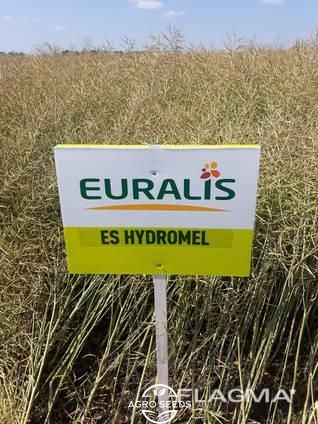 Семена озимого рапса ЕС Гидромель , 2021 год , Euralis 1647482726 фото