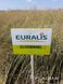 Семена озимого рапса ЕС Гидромель , 2021 год , Euralis 1647482726 фото 2