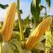 Гибрид кукурузы МАТЕО ФАО 320, Украина 1681779588 фото 2