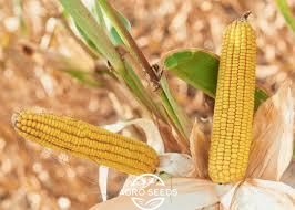 Гибрид кукурузы АНДРЕС ФАО 350, Украина 1681780297 фото