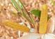 Гибрид кукурузы АНДРЕС ФАО 350, Украина 1681780297 фото 2
