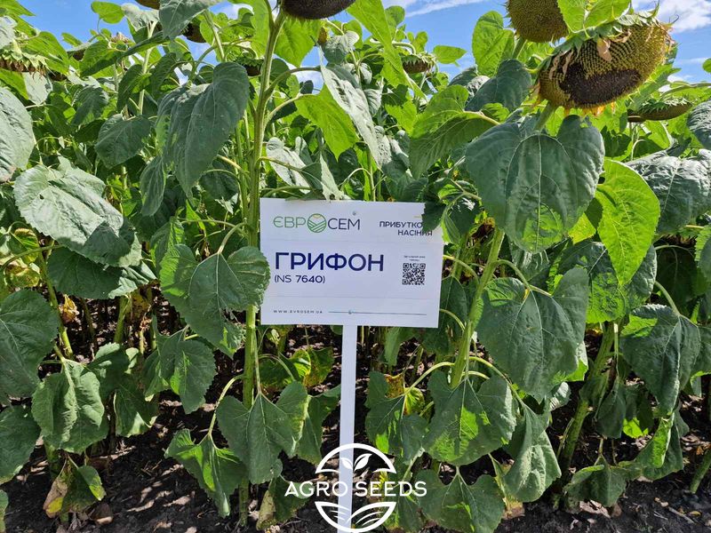 Семена подсолнечника гибрид Грифон НС 7640 (премиум)(2023 год), ТМ "Евросем", Сербия 1483649933 фото