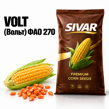 Насіння кукурудзи VOLT (Вольт) ФАО 270 8810 фото