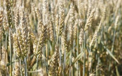 Насіння озимої пшениці сорт Паляниця, насіння ТОВ “ЛІСТ (реалізуємо від 1т) 1414006396 фото