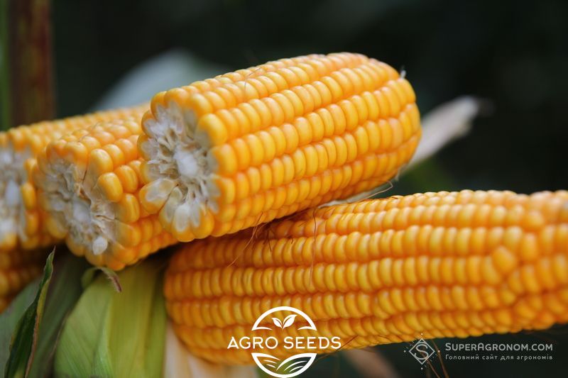 Семена кукурузы гибрид РУНИ ФАО 320, Украина 1682503609 фото