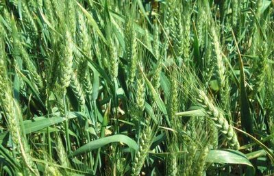 Насіння озимої пшениці сорт Лист 25 , ТОВ “ЛІСТ" (реалізуємо від 1т) 1414046476 фото